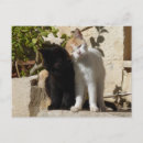 Recherche de de chaton cartes postales Vous manquant