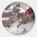 Recherche de suricates autocollants Meerkat