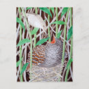 Zoek naar koekoek briefkaarten Waterverf