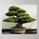 Recherche de arbre de bonsaïs Jardin