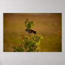 Zoek naar vogeltje posters Vogels
