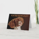 Recherche de springer spaniel vœux cartes Sauteur