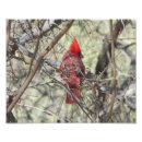 Recherche de cardinal rouge posters Animal