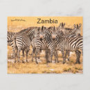 Recherche de zambie cartes postales Nature