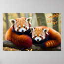 Recherche de panda rouge art Nature