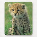 Recherche de guépards tapis souris Animaux sauvages