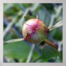 Recherche de fourmis posters Vert