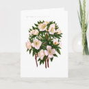 Recherche de hellebores vœux cartes Peinture
