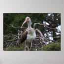 Recherche de oiseaux posters Animaux