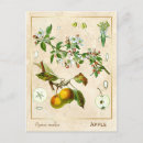 Recherche de vintage fruit cartes postales Plante