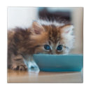 Recherche de chaton carreaux Photographie