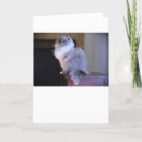 Zoek naar ogen kaarten Kat