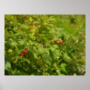 Zoek naar framboos posters Natuur