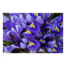 Recherche de miniatures posters Floral