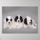 Recherche de newfoundlander posters Puppy