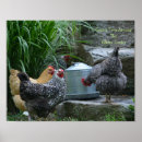 Recherche de basse cour posters Poules