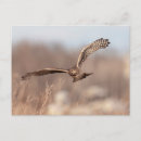 Recherche de faucon harris cartes postales Faune