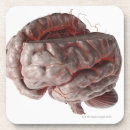 Recherche de cerveau dessous de verres Médical