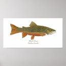Recherche de truite ruisseau posters Pêche