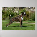 Recherche de boxer dog posters Chien