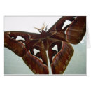 Recherche de papillons mites cartes postales Nature