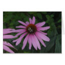 Recherche de gaffez cartes postales Marguerite