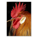 Recherche de leghorn cartes postales Animal
