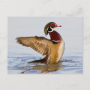 Recherche de griffes cartes postales Faune