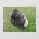 Zoek naar gorilla briefkaarten Primaten