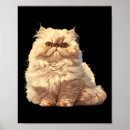 Zoek naar perzische kat posters Katje