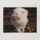 Recherche de pigs cartes postales Farm
