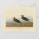 Recherche de bécasseaux cartes postales Oiseau