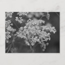 Recherche de herbe sauvage cartes postales Fleurs sauvages