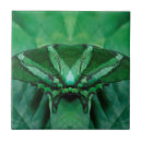 Recherche de butterfly carreaux Insecte