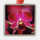 Recherche de orchidée ornements Rose