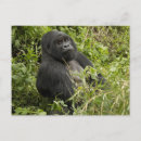 Recherche de gorilles montagne cartes postales Espèce
