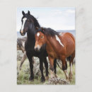 Recherche de troupeau de cheval cartes postales Ranch