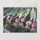 Recherche de oignons cartes postales Photographie