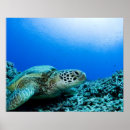 Zoek naar schildpadden posters Onderwater