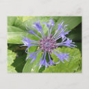 Zoek naar cornflower briefkaarten Bloemen