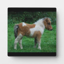 Recherche de étalon maison deco Poney