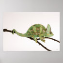 Zoek naar kameleon posters Dieren