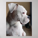Recherche de boxeur posters Amoureux des animaux