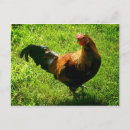 Zoek naar handsome briefkaarten Boerderij