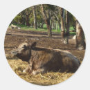 Zoek naar hooien stickers Boerderij
