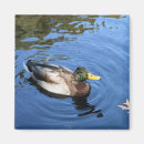 Recherche de ondulations magnets Oiseau