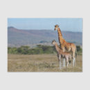Zoek naar giraffe tissue papier Wilde dieren