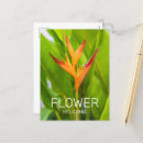 Recherche de heliconia cartes postales Botanique
