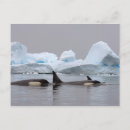 Recherche de péninsule antarctique cartes postales Iceberg