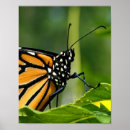 Zoek naar monarch vlinders posters For kids